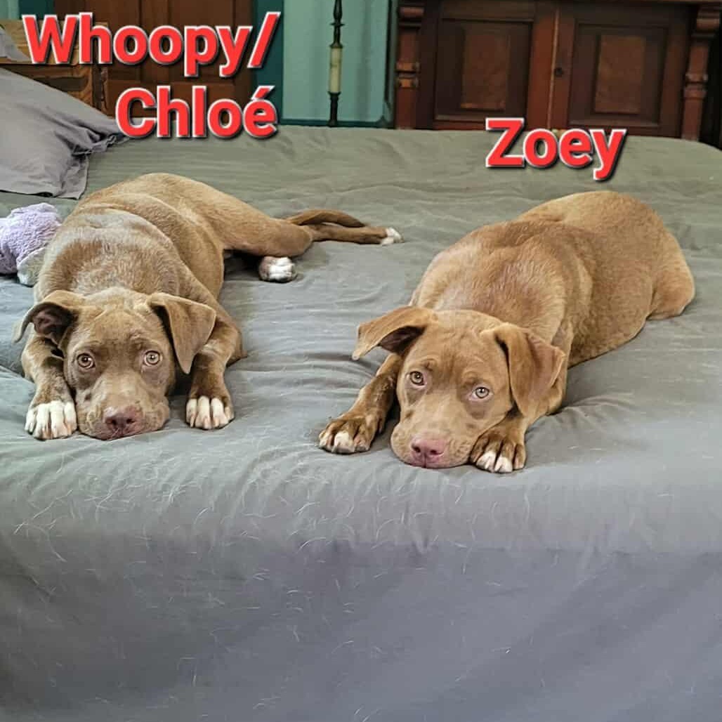 Chloe, a Adoptable mixed breed in Blairstown, NJ image 5/5