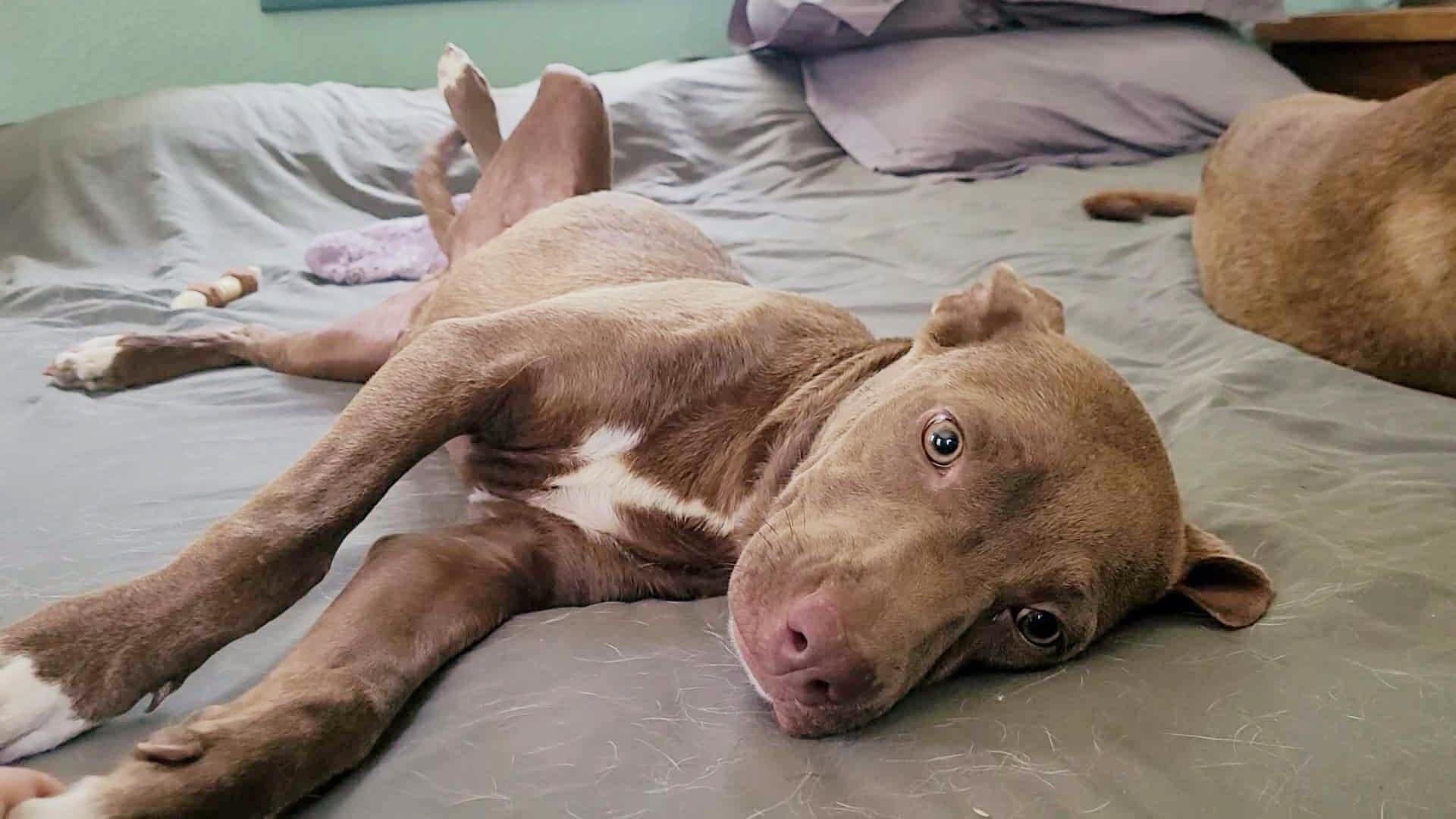 Chloe, a Adoptable mixed breed in Blairstown, NJ image 3/5