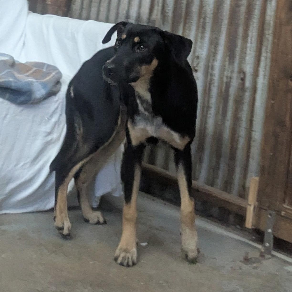 London, Adoptable, Young Female Black and Tan Coonhound.