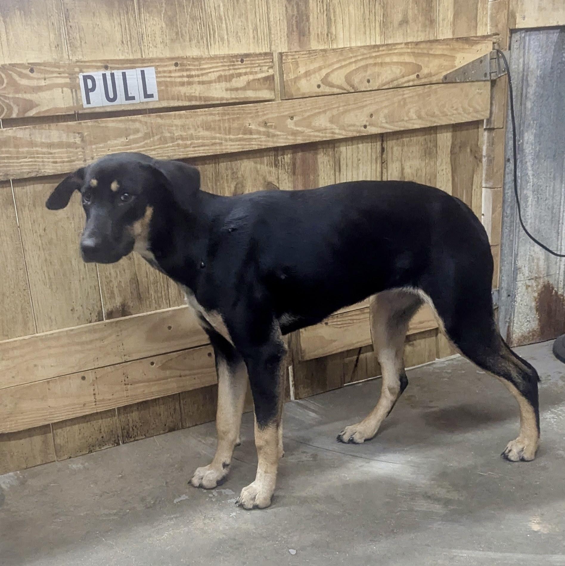 Enlarge London, a Adoptable mixed breed in Brewton, AL image 2/3
