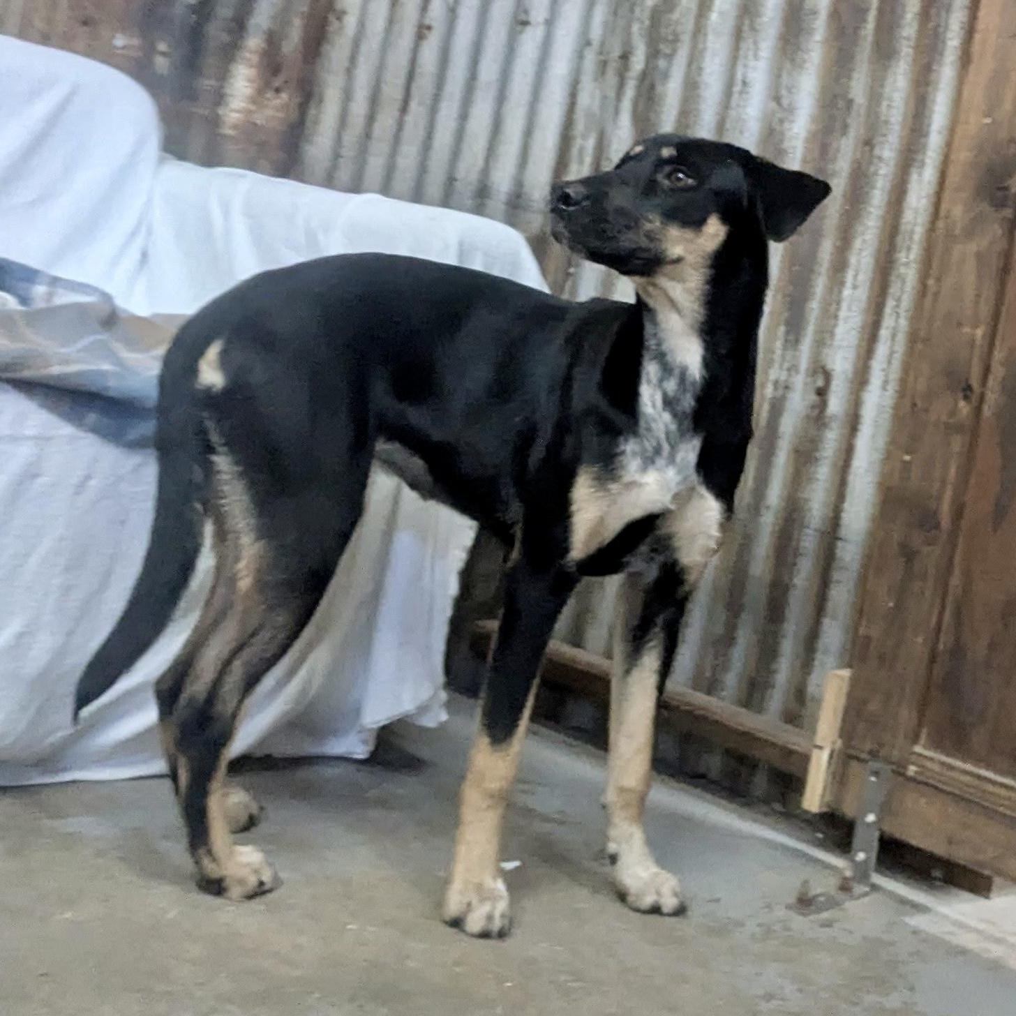 Enlarge London, a Adoptable mixed breed in Brewton, AL image 3/3