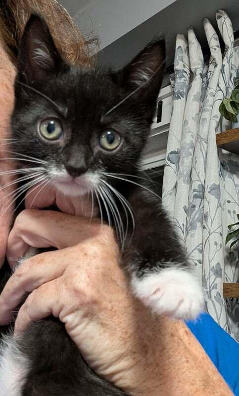 Allie , ADOPTABLE, Kitten Female Domestic Short Hair.