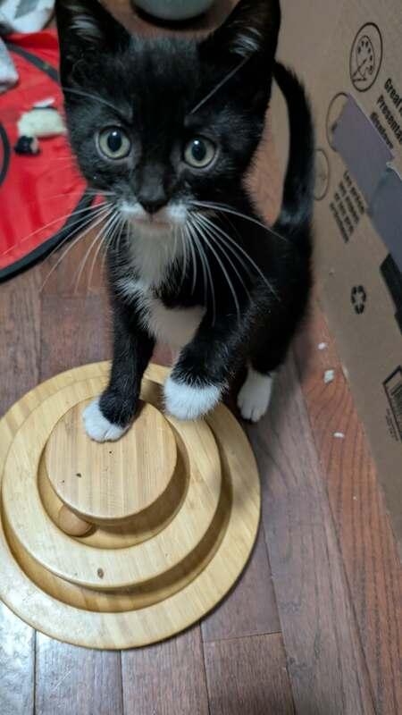 Enlarge Allie , a ADOPTABLE mixed breed in Mississauga, ON image 2/2