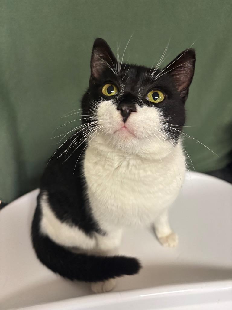 Lily, Adoptable, Young Female Domestic Short Hair.