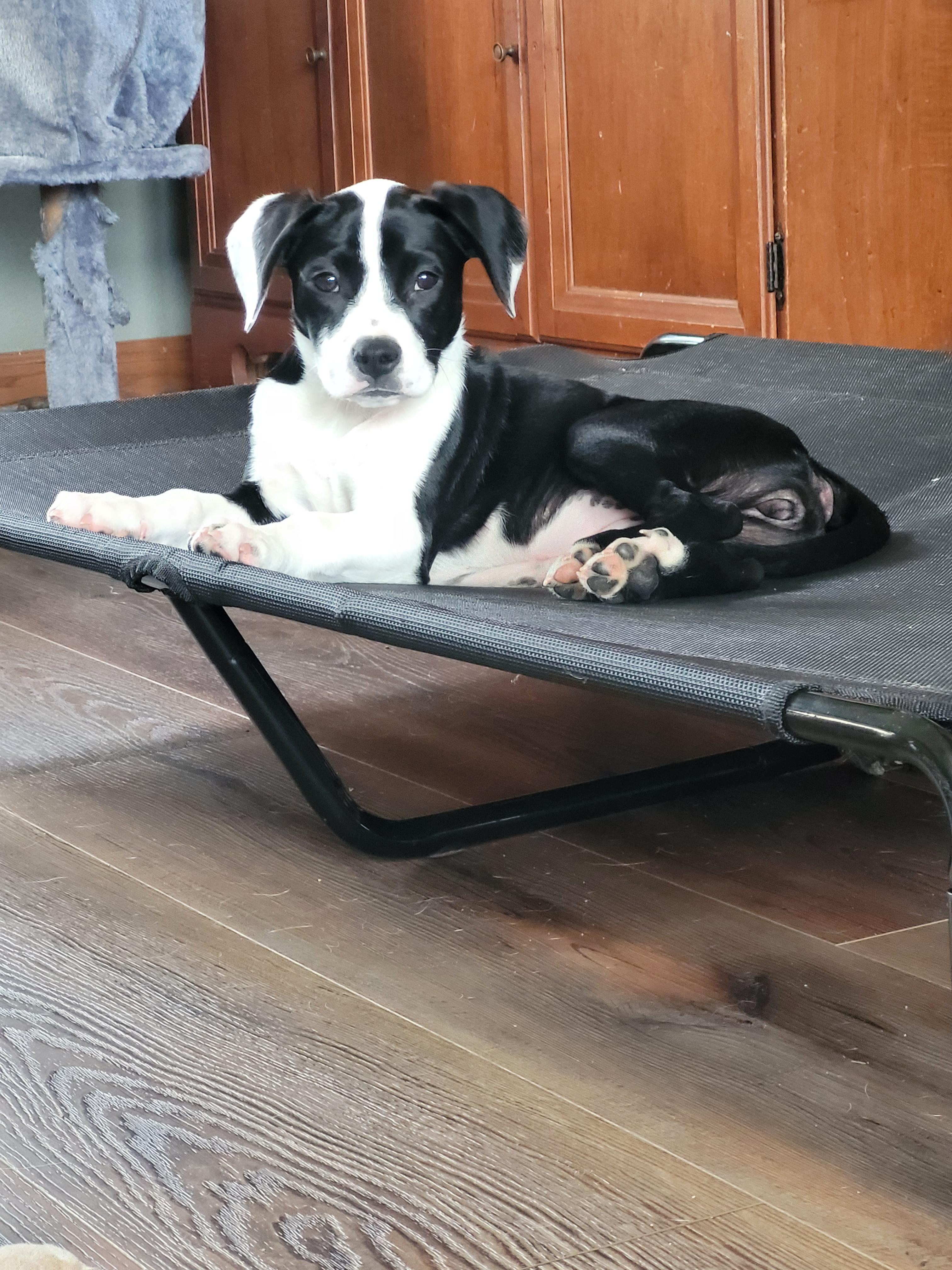 Iris, an adopted mixed breed in Byron, IL image 5/5