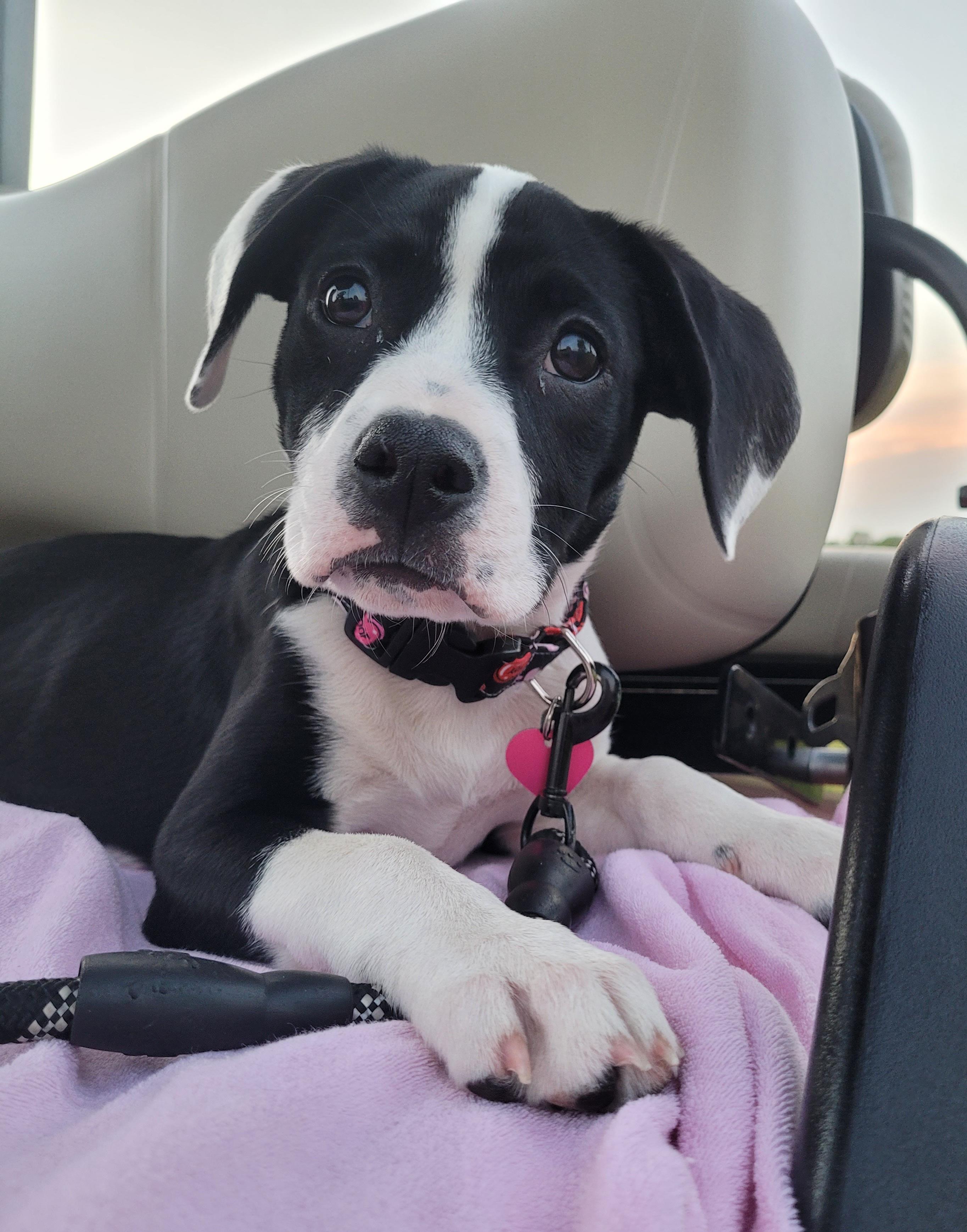 Iris, an adopted mixed breed in Byron, IL image 3/5
