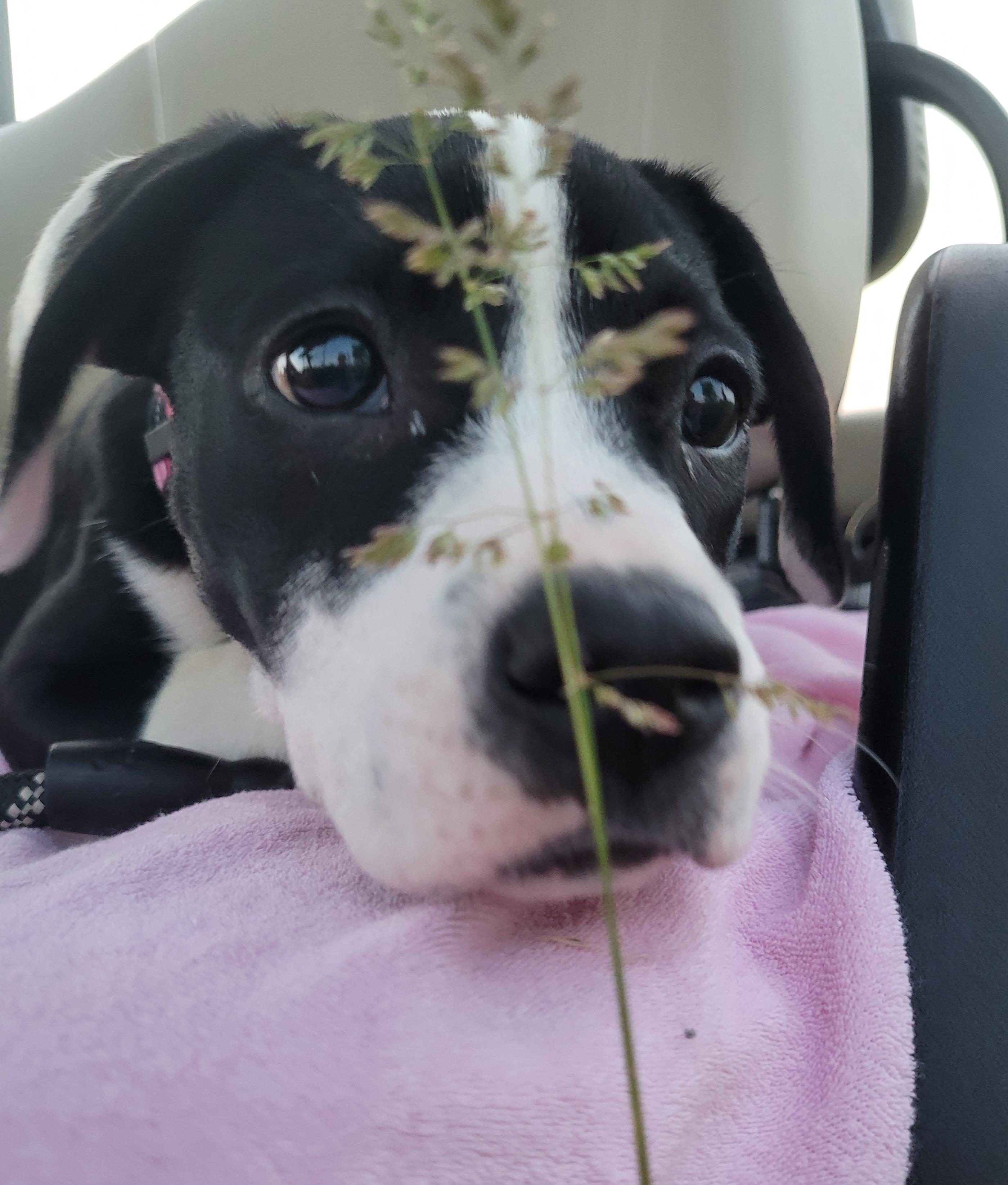 Iris, an adopted mixed breed in Byron, IL image 2/5