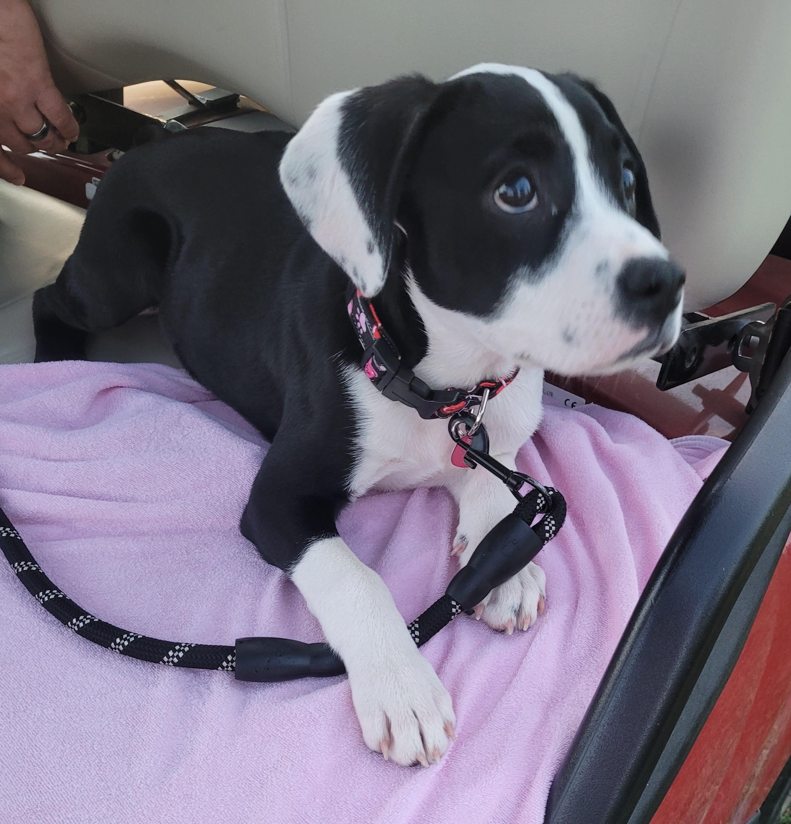 Iris, an adopted mixed breed in Byron, IL image 4/5