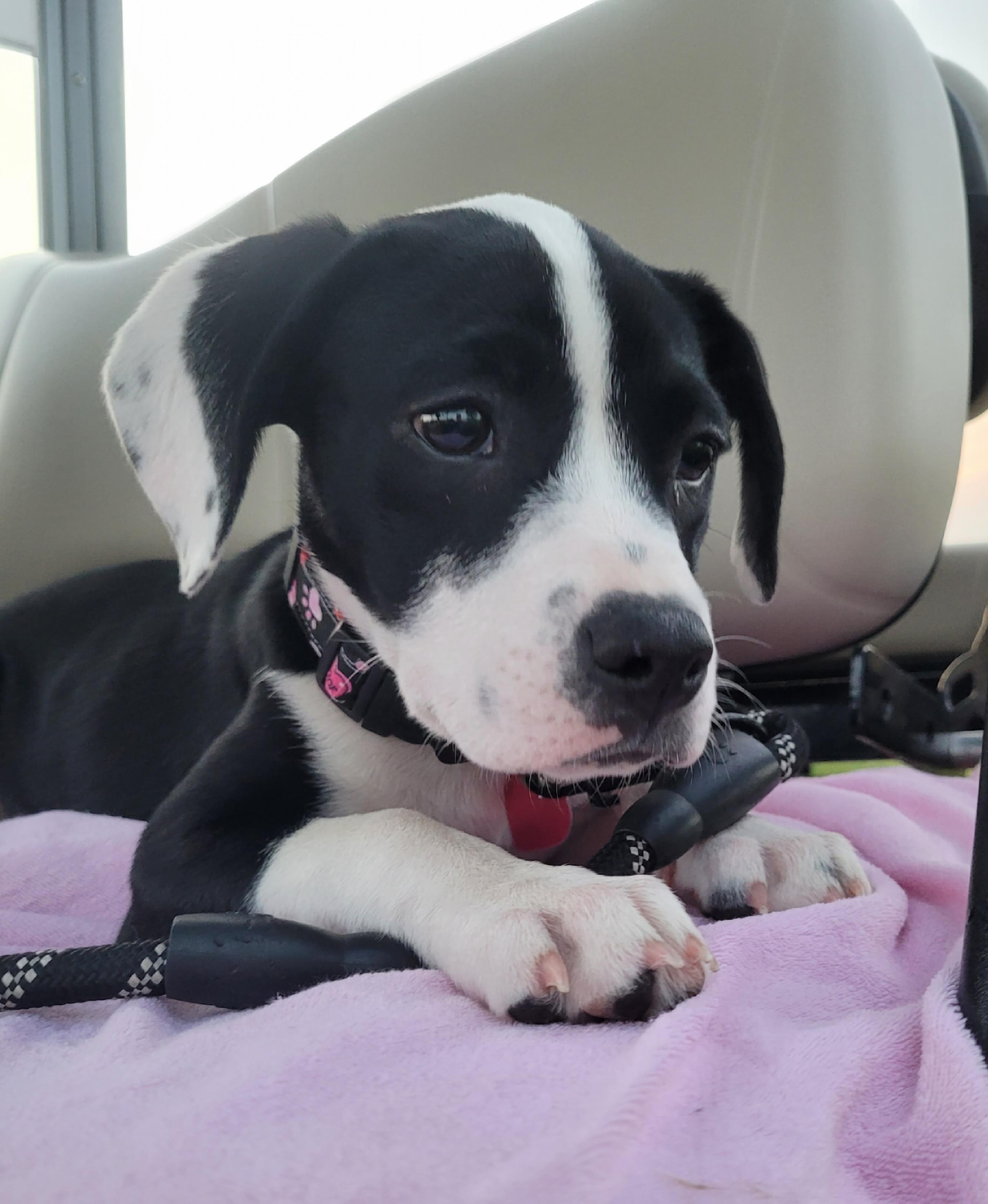 Iris, an adopted mixed breed in Byron, IL image 1/5