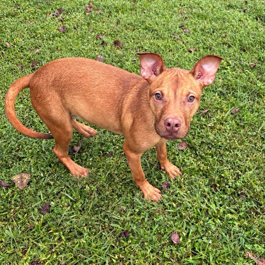Enlarge Daphne, a Adoptable mixed breed in Valdosta, GA image 2/2