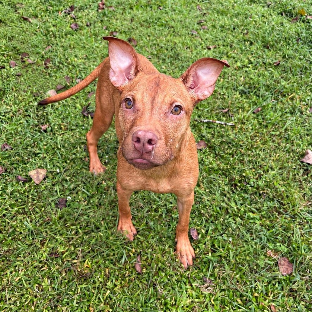 Daphne, Adoptable, Puppy Female Pit Bull Terrier.