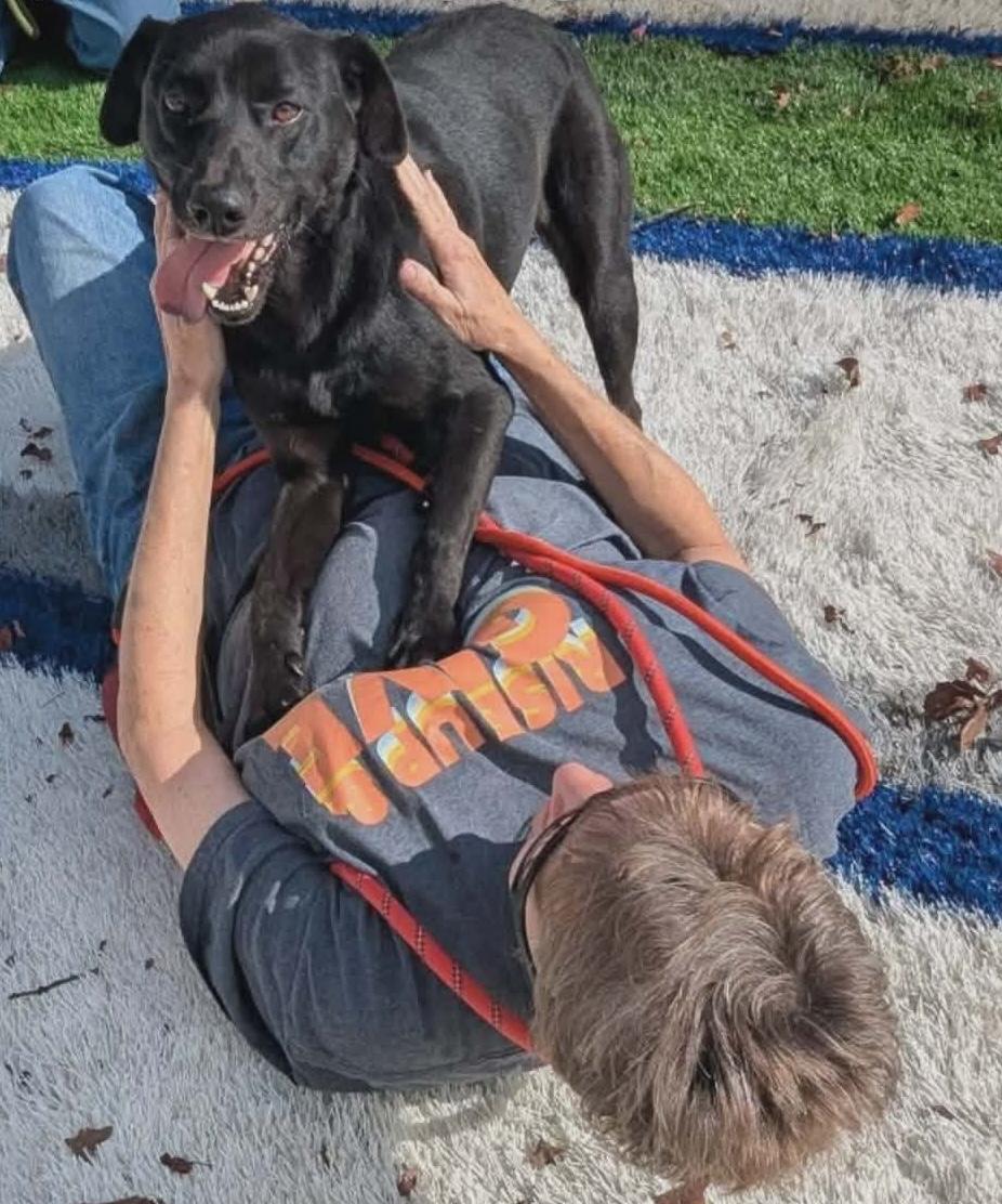 Gizmo, an adopted mixed breed in Sparta, NJ image 2/4