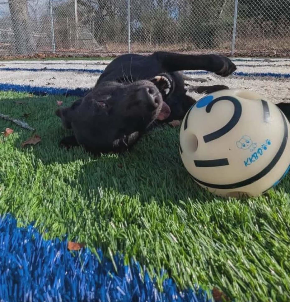 Gizmo, an adopted mixed breed in Sparta, NJ image 3/4