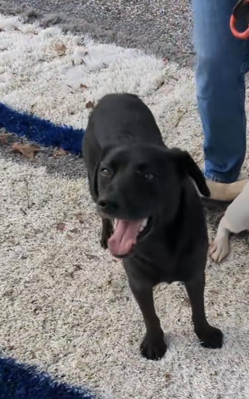 Gizmo, adopted, Young Male Black Labrador Retriever & Border Collie.