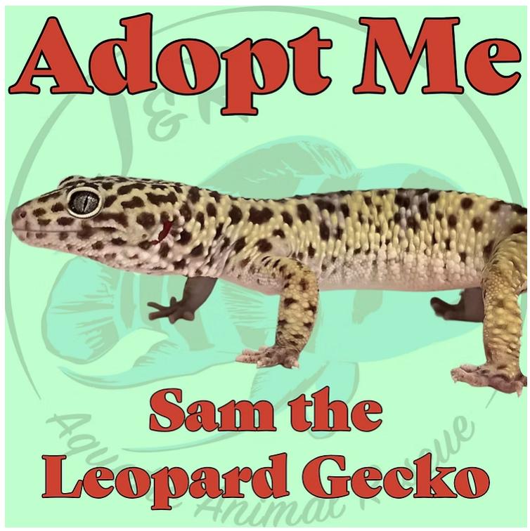Sam the Leopard Gecko, Adoptable, Adult Unknown Gecko.
