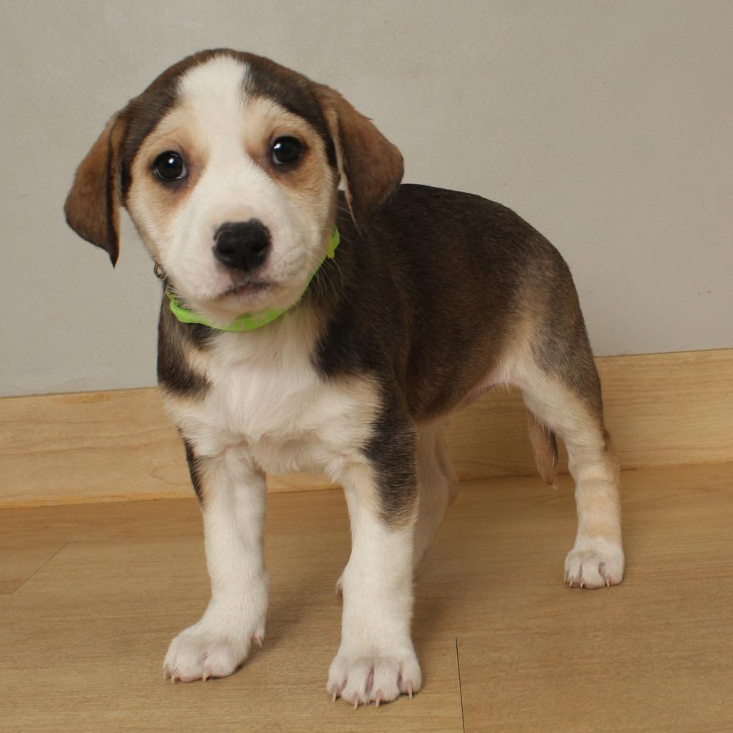 Mischief D thumbnail 2