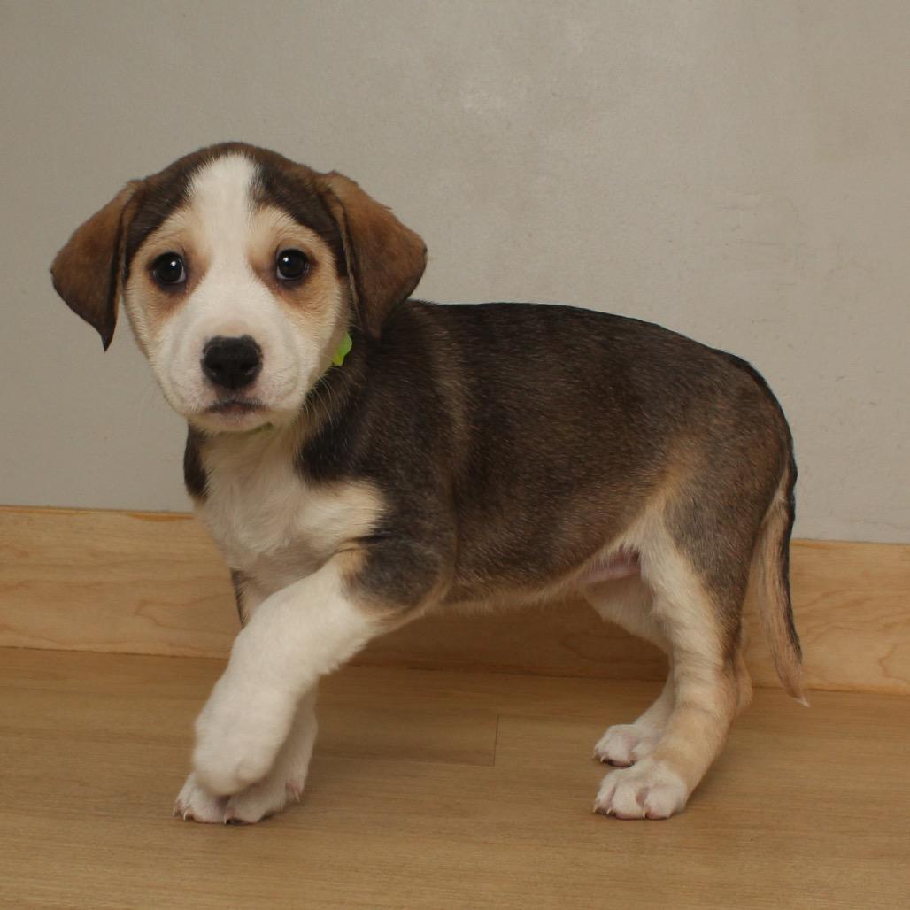 Mischief D thumbnail 4