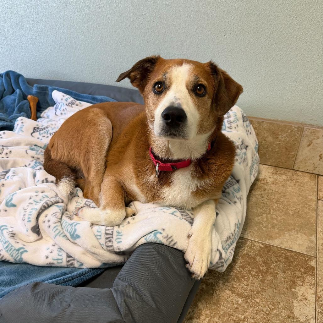 Walker, Adoptable, Adult Male Mixed Breed.