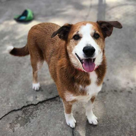 Enlarge Walker, a Adoptable mixed breed in Titusville, FL image 1/4