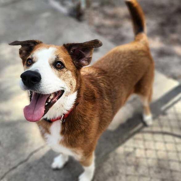 Enlarge Walker, a Adoptable mixed breed in Titusville, FL image 2/4