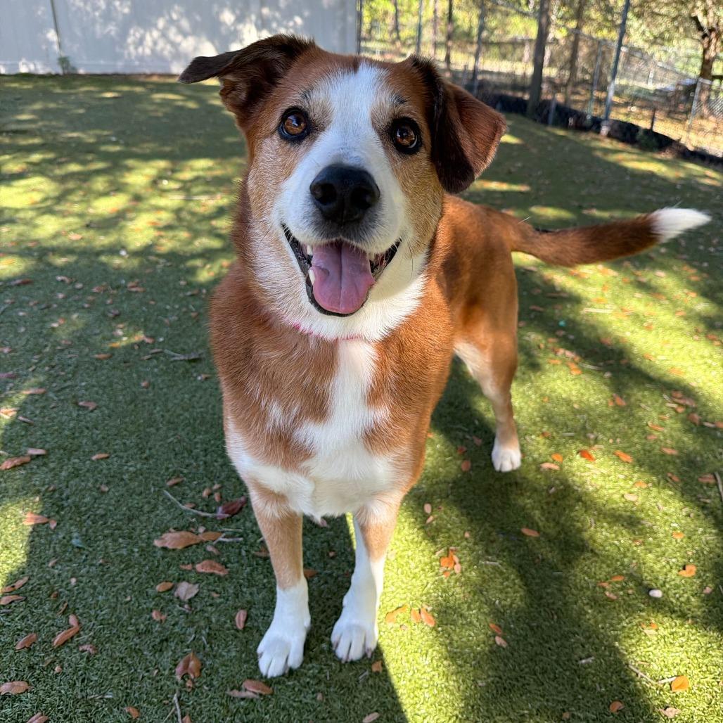 Enlarge Walker, a Adoptable mixed breed in Titusville, FL image 3/4