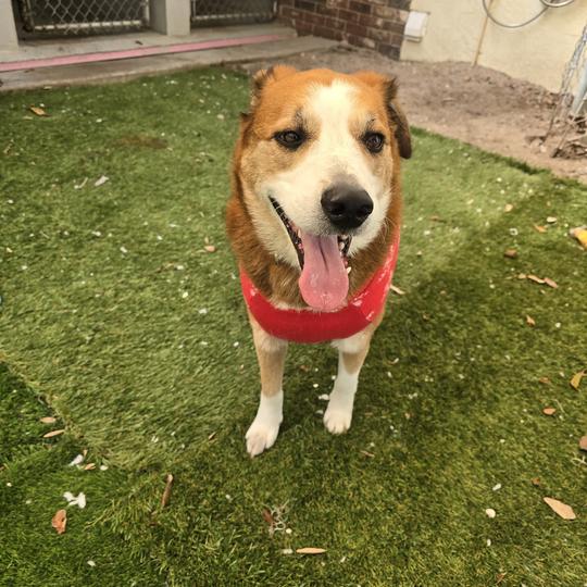 Enlarge Walker, a Adoptable mixed breed in Titusville, FL image 4/4