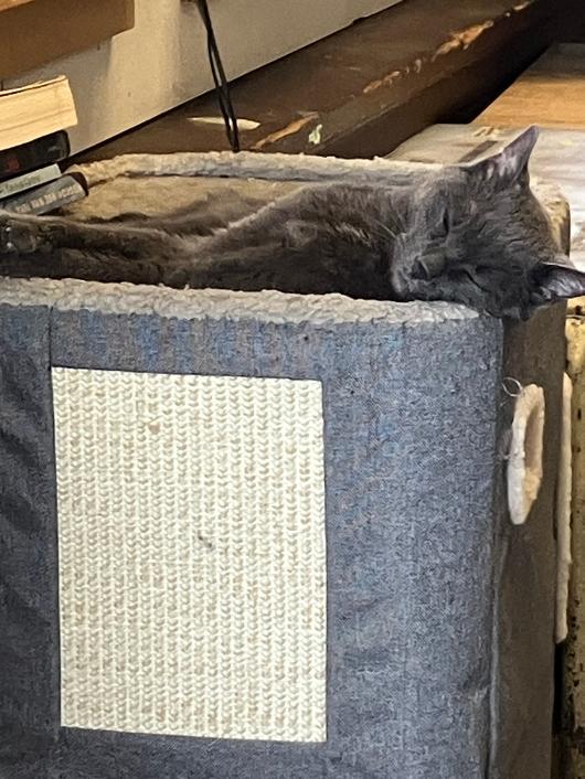 Enlarge Pencil, a Adopted Russian Blue in Philadelphia, PA image 1/1