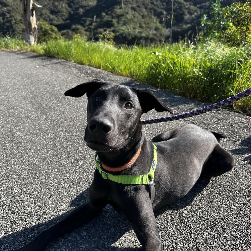 Coco Puff, Adoptable, Young Male Labrador Retriever.