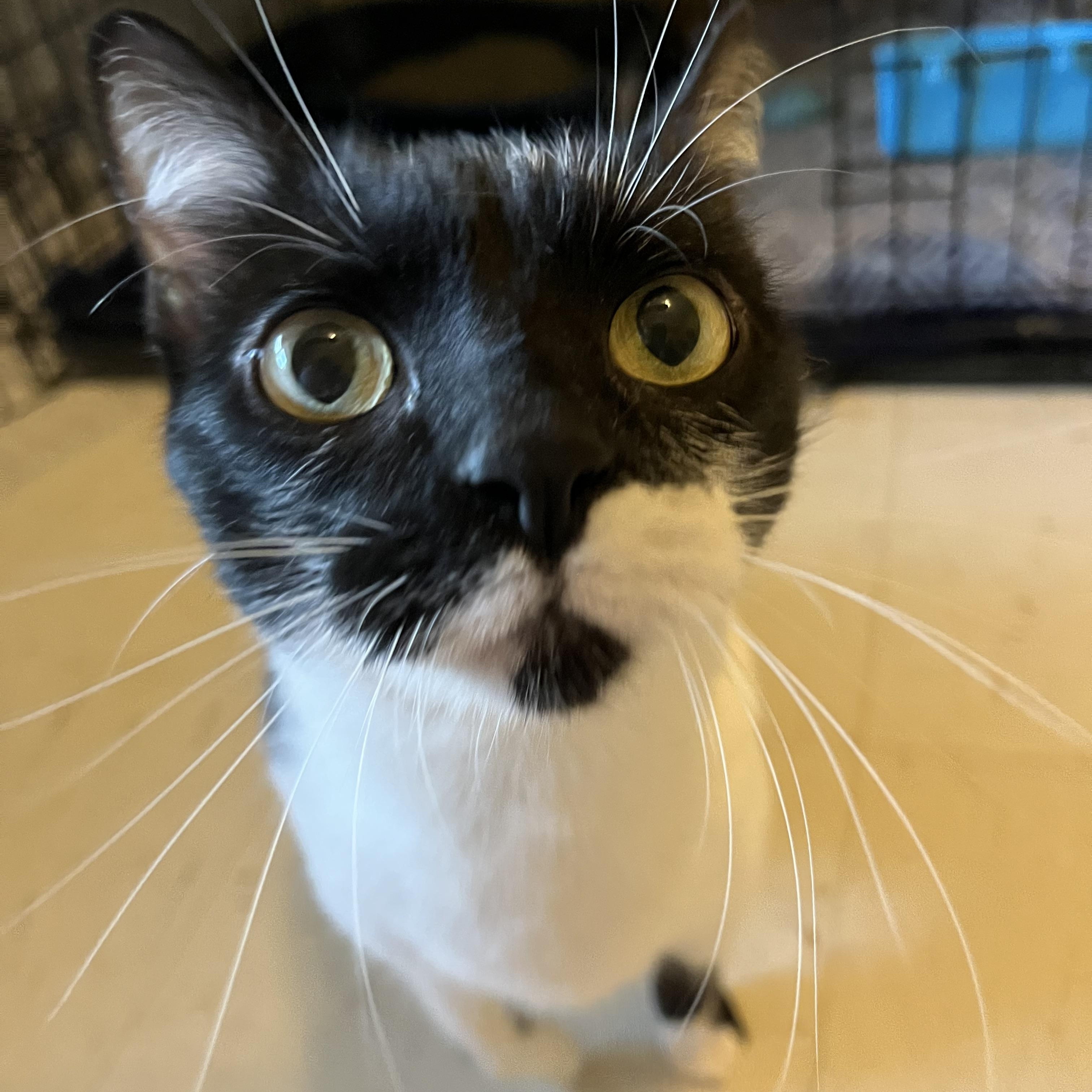 Enlarge Fuzz Ball , a Adoptable Domestic Short Hair in Moline, IL image 3/6