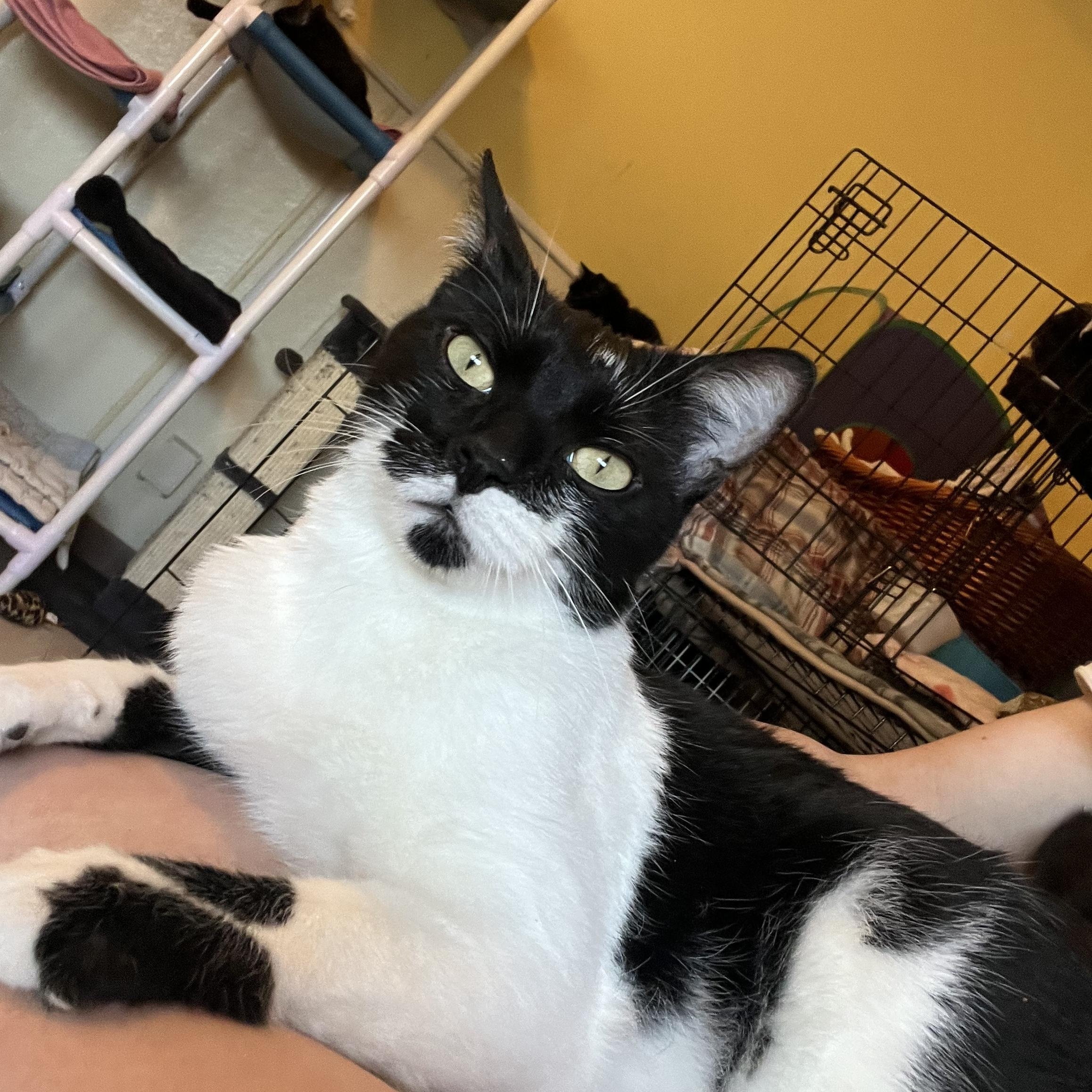 Enlarge Fuzz Ball , a Adoptable Domestic Short Hair in Moline, IL image 1/6