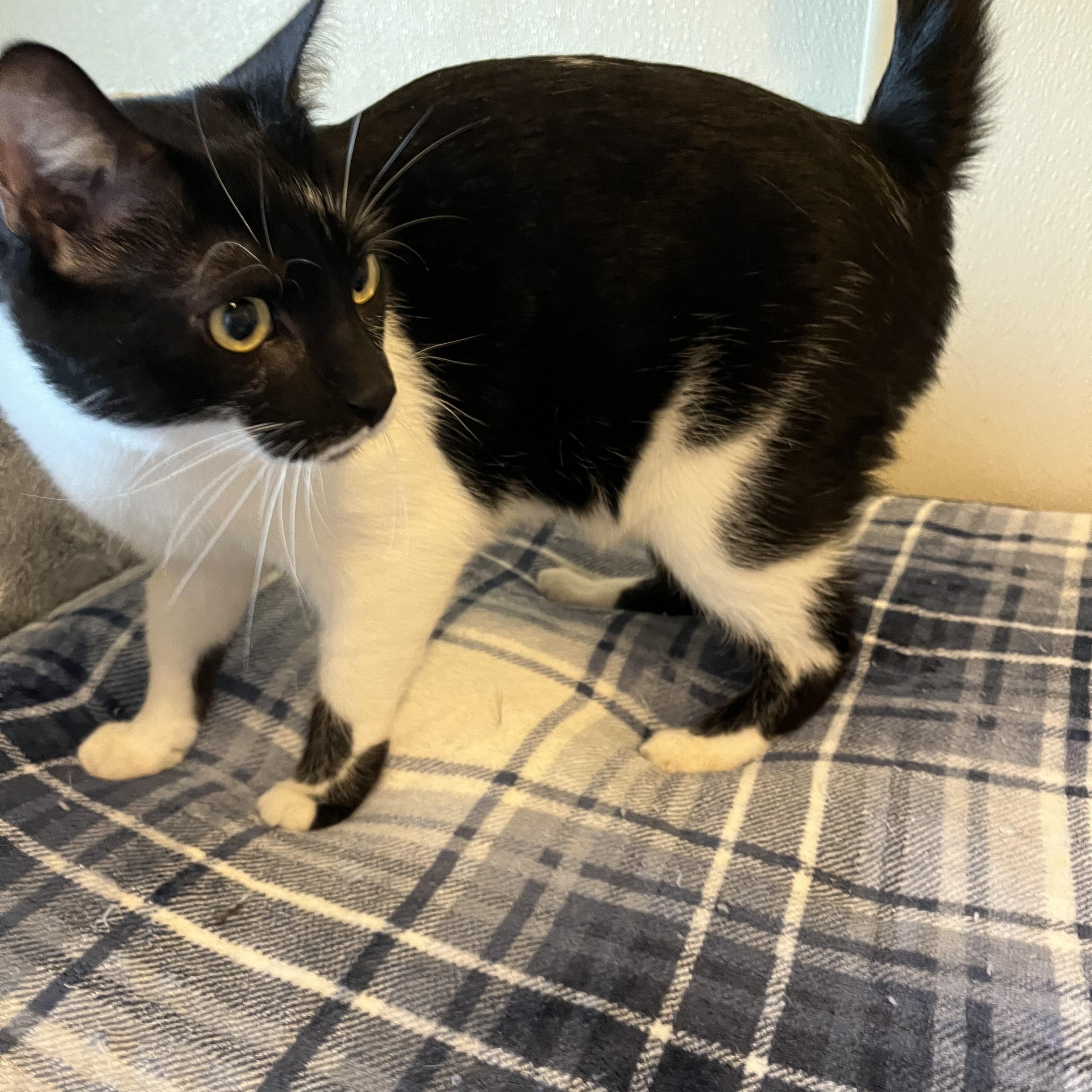 Enlarge Fuzz Ball , a Adoptable Domestic Short Hair in Moline, IL image 2/6