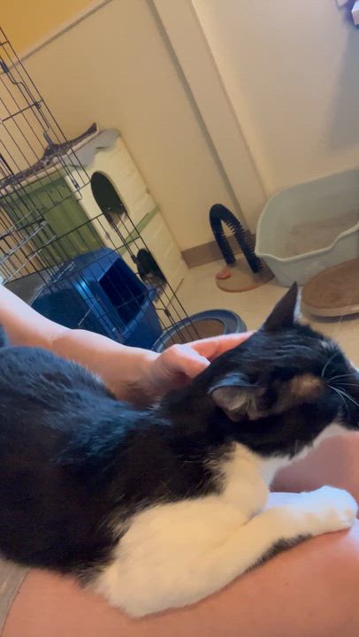 Enlarge Fuzz Ball , a Adoptable Domestic Short Hair in Moline, IL video 6/6