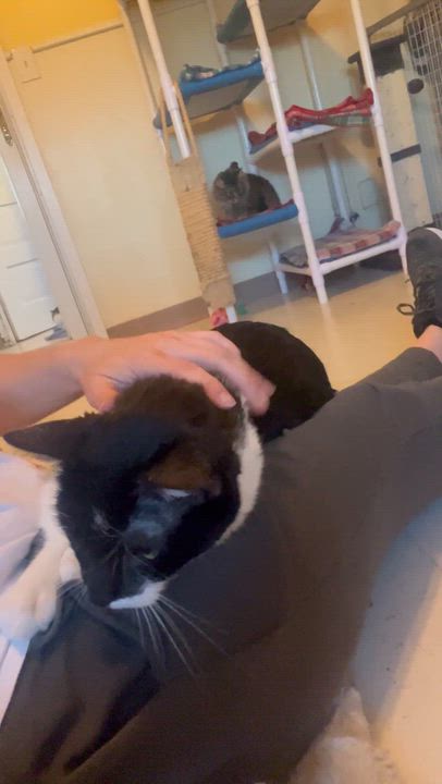 Enlarge Fuzz Ball , a Adoptable Domestic Short Hair in Moline, IL video 4/6