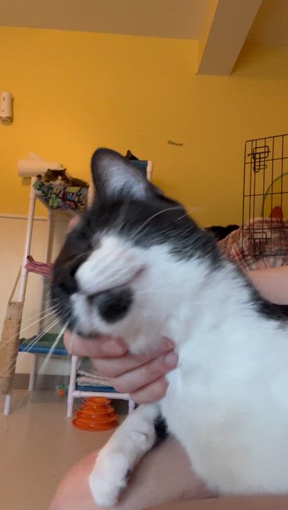 Enlarge Fuzz Ball , a Adoptable Domestic Short Hair in Moline, IL video 5/6