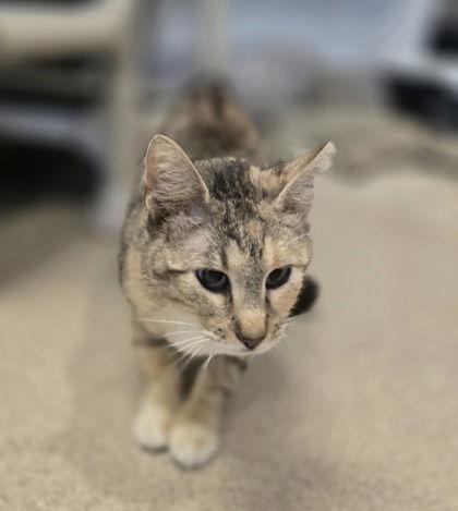Miss Claire, a Adoptable Torbie in Oskaloosa, IA image 1/2