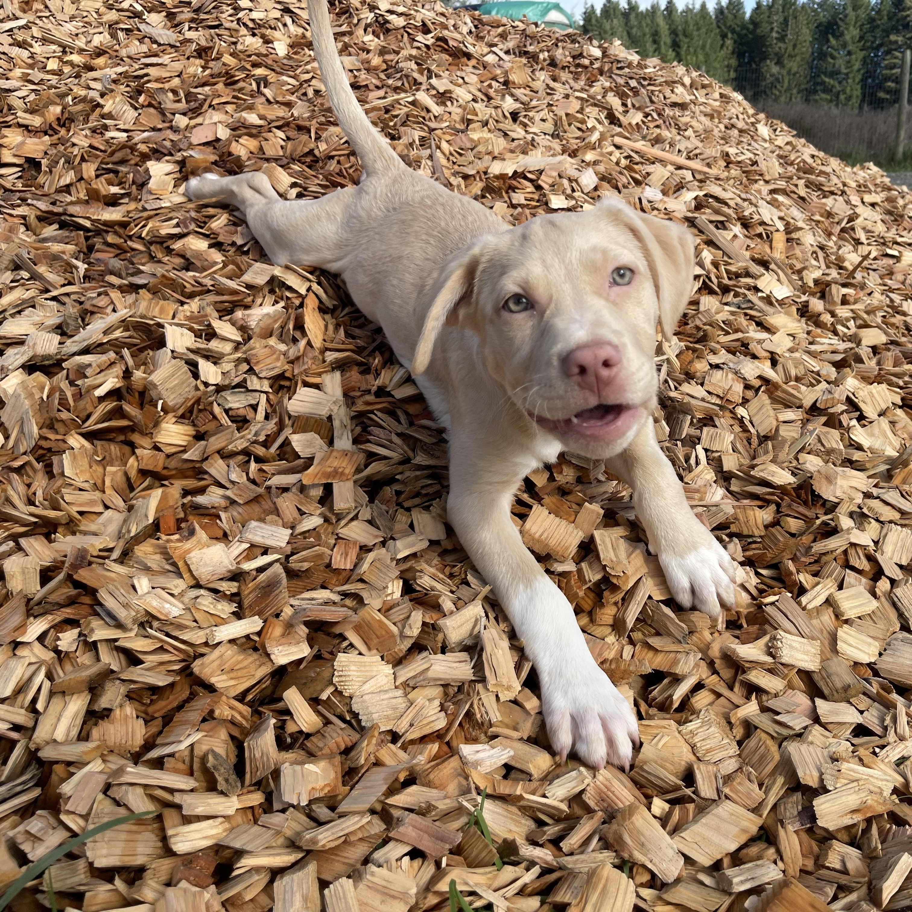 Charlie, an adopted mixed breed in Oakville, WA image 1/6
