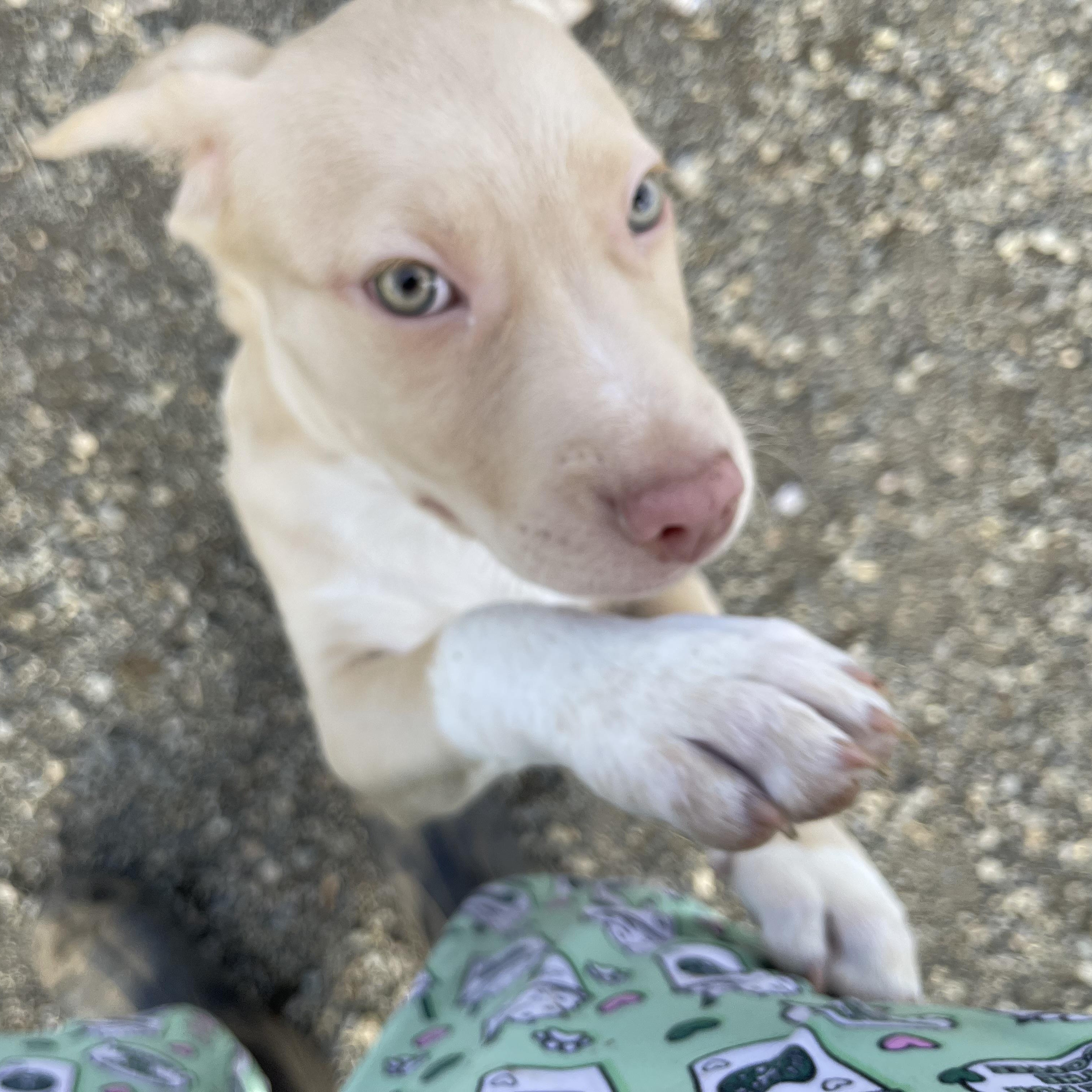 Charlie, an adopted mixed breed in Oakville, WA image 6/6