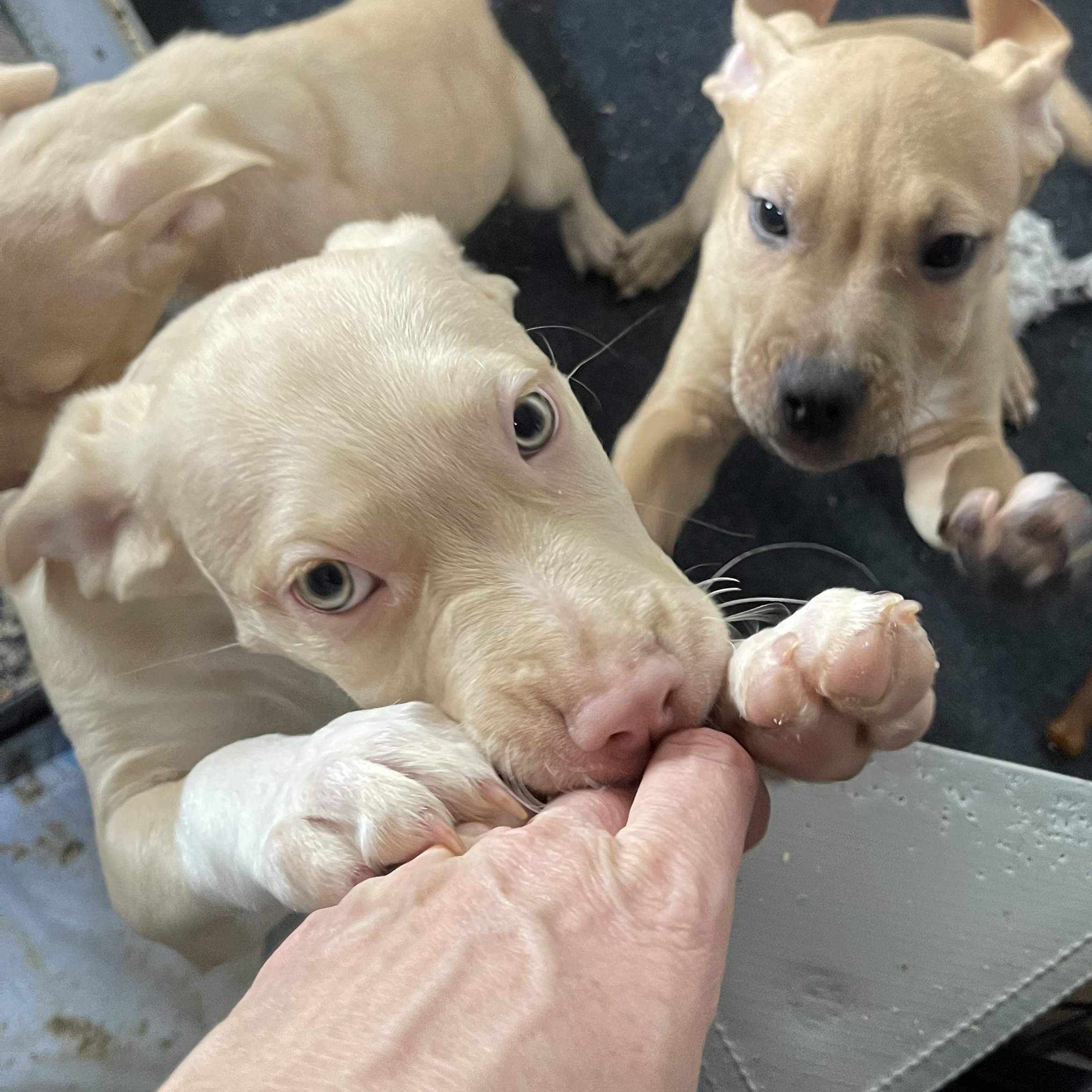 Charlie — thumbnail 3