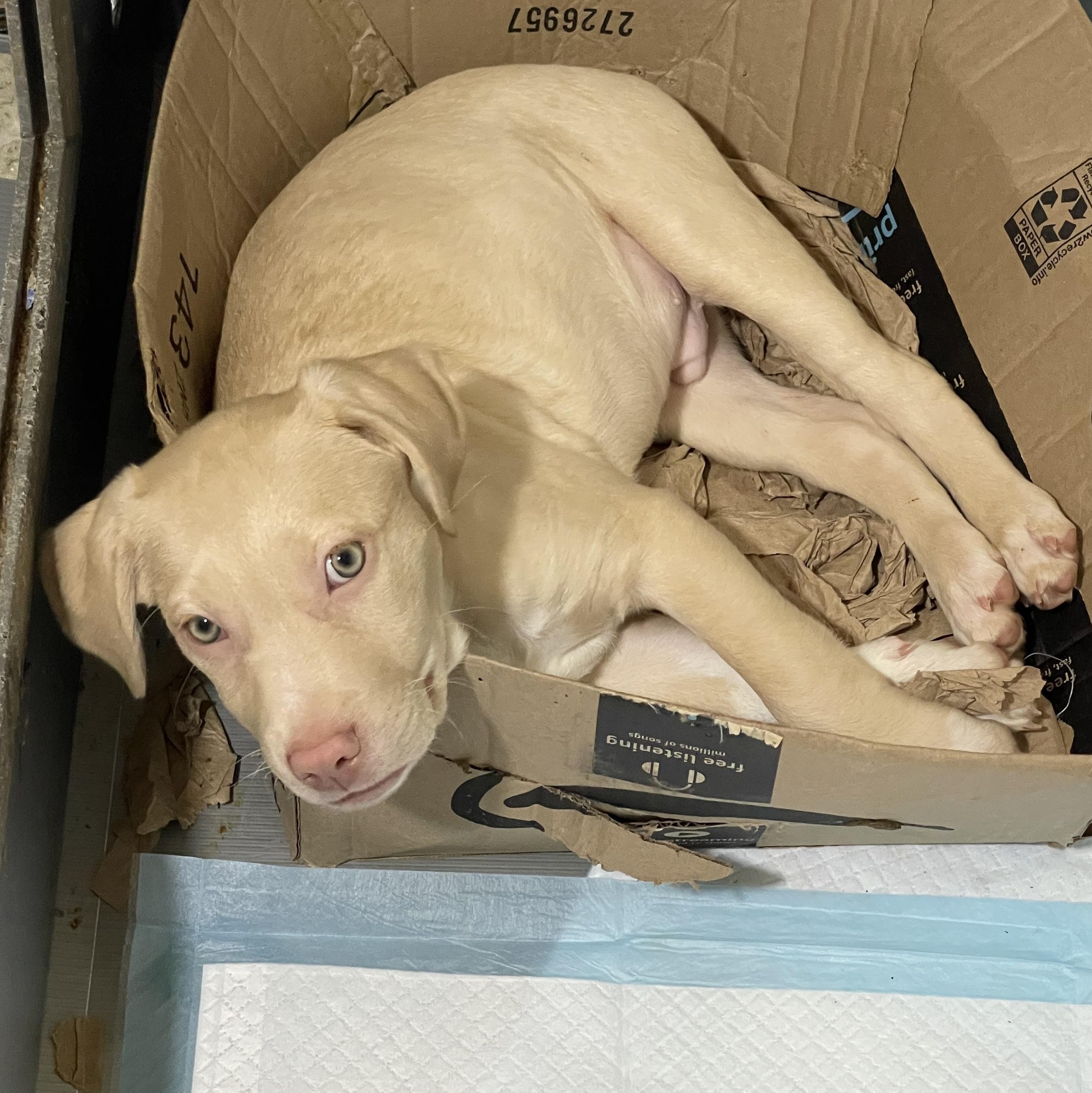 Charlie — thumbnail 4