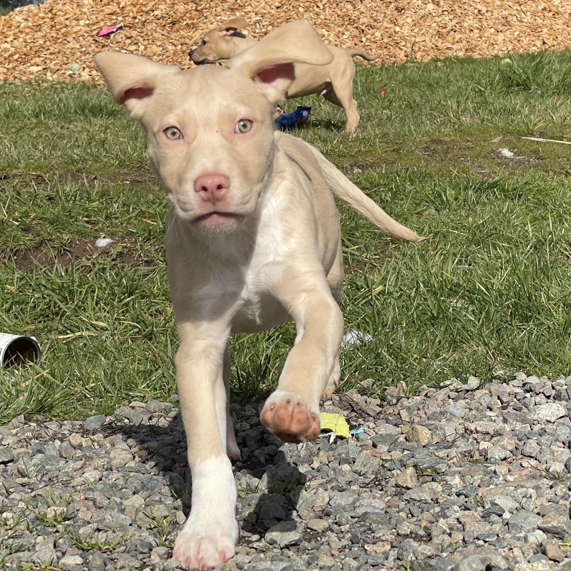 Charlie, an adopted mixed breed in Oakville, WA image 5/6