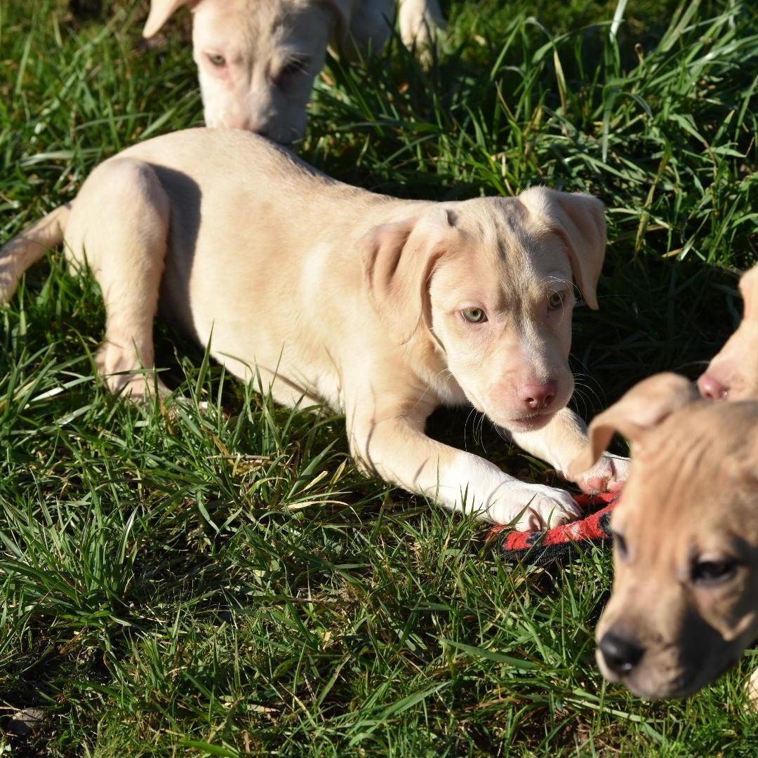 Charlie, an adopted mixed breed in Oakville, WA image 4/6