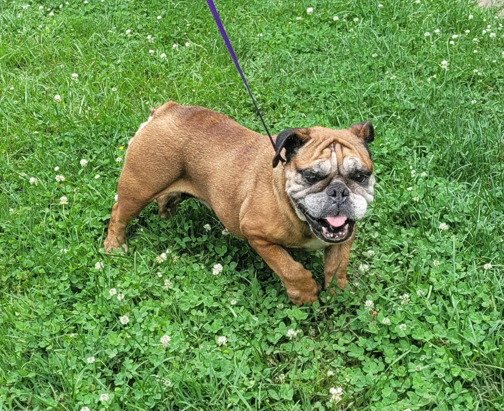 Enlarge Daisy, a ADOPTABLE English Bulldog in Clarksburg, MD image 5/6