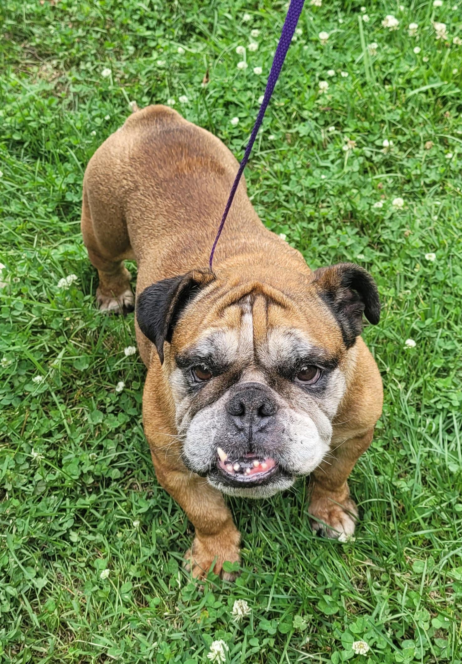 Enlarge Daisy, a ADOPTABLE English Bulldog in Clarksburg, MD image 1/6