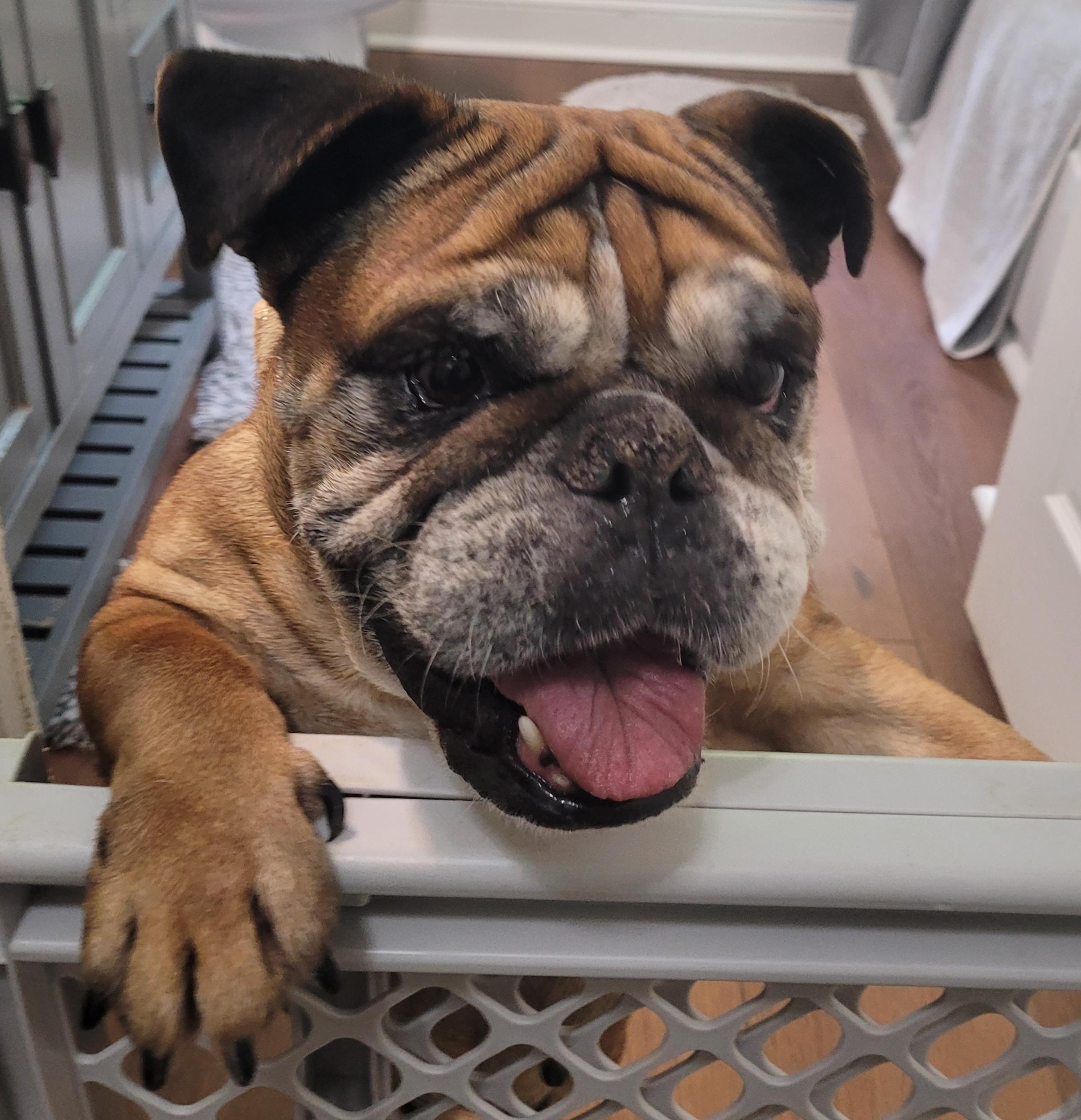 Enlarge Daisy, a ADOPTABLE English Bulldog in Clarksburg, MD image 4/6