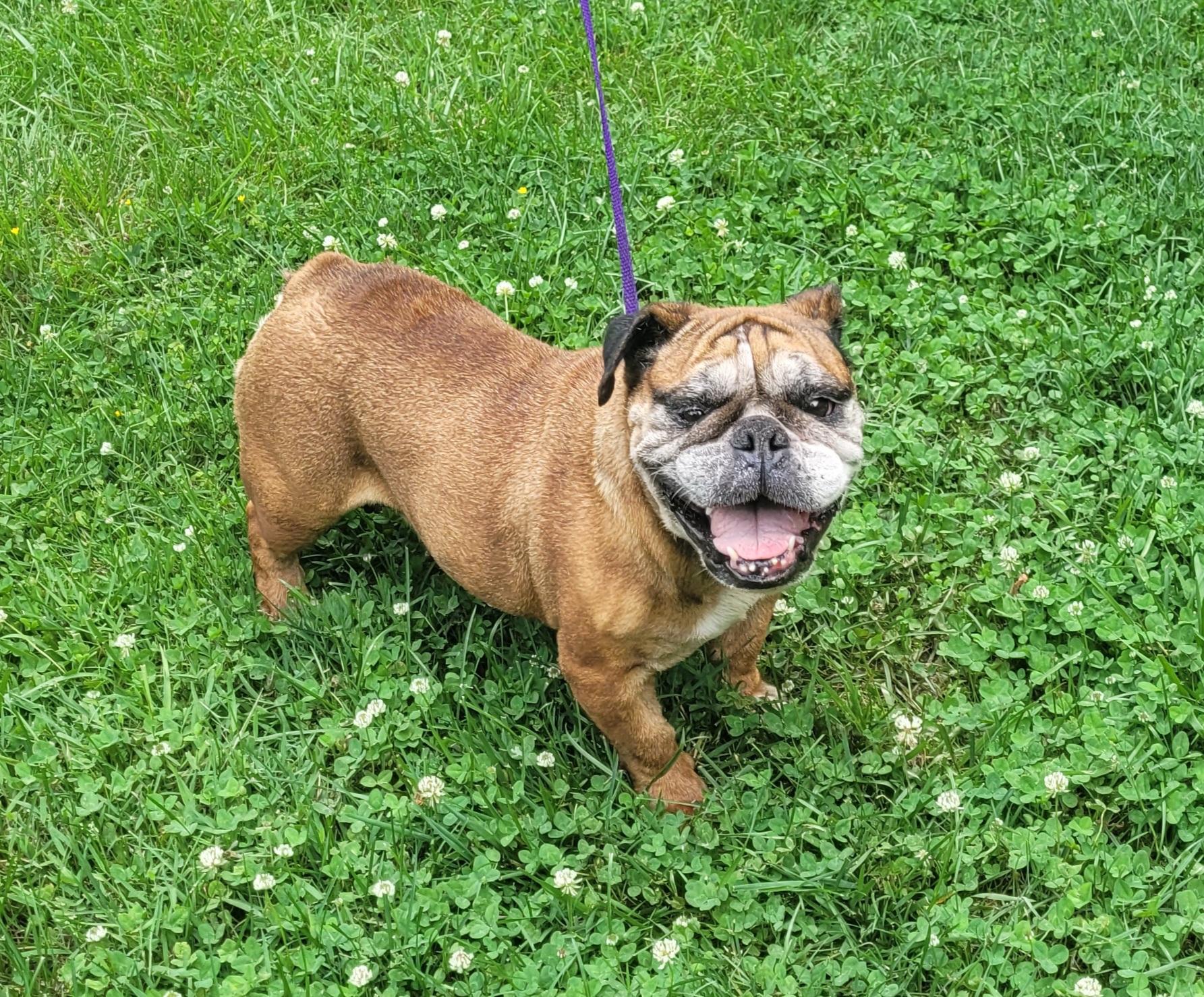 Enlarge Daisy, a ADOPTABLE English Bulldog in Clarksburg, MD image 6/6