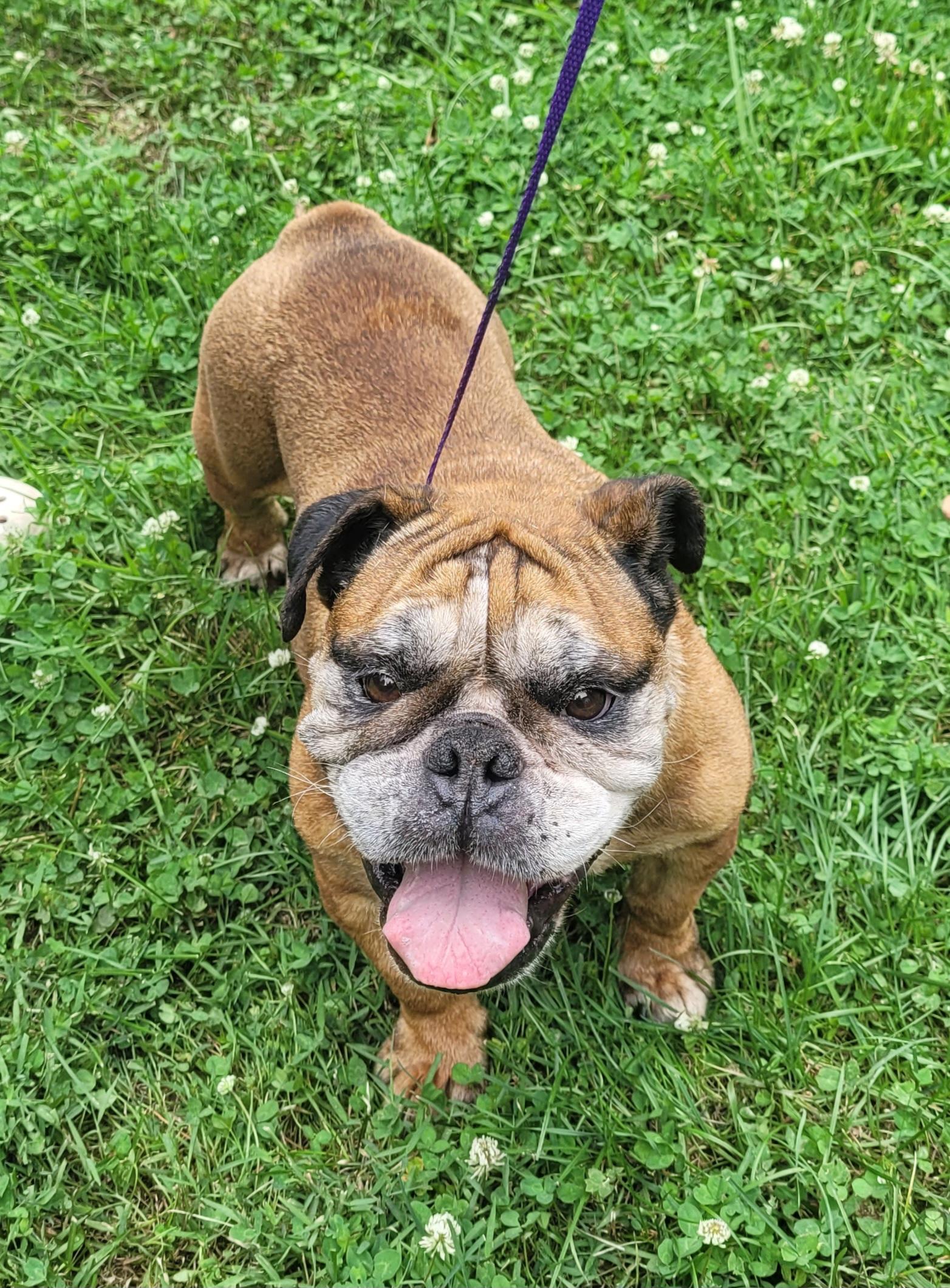 Enlarge Daisy, a ADOPTABLE English Bulldog in Clarksburg, MD image 3/6