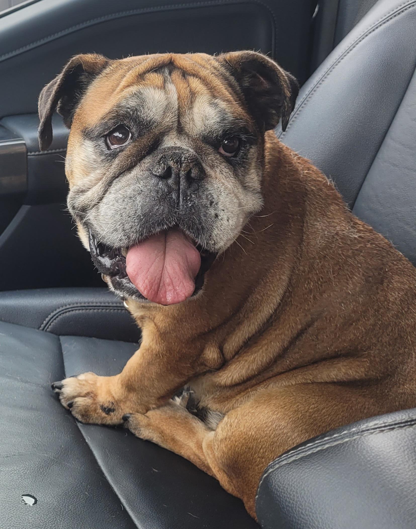 Enlarge Daisy, a ADOPTABLE English Bulldog in Clarksburg, MD image 2/6