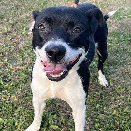 Samantha, a Adoptable mixed breed in Dubuque, IA image 2/2