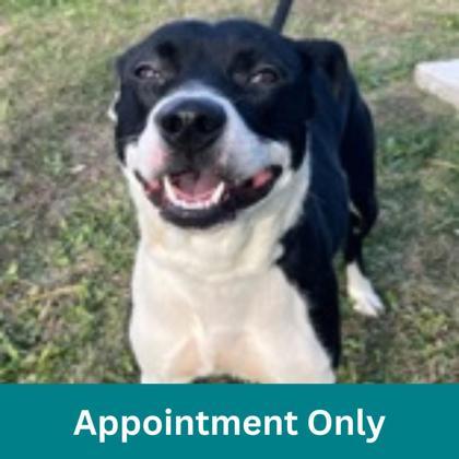 Samantha, a Adoptable mixed breed in Dubuque, IA image 1/2