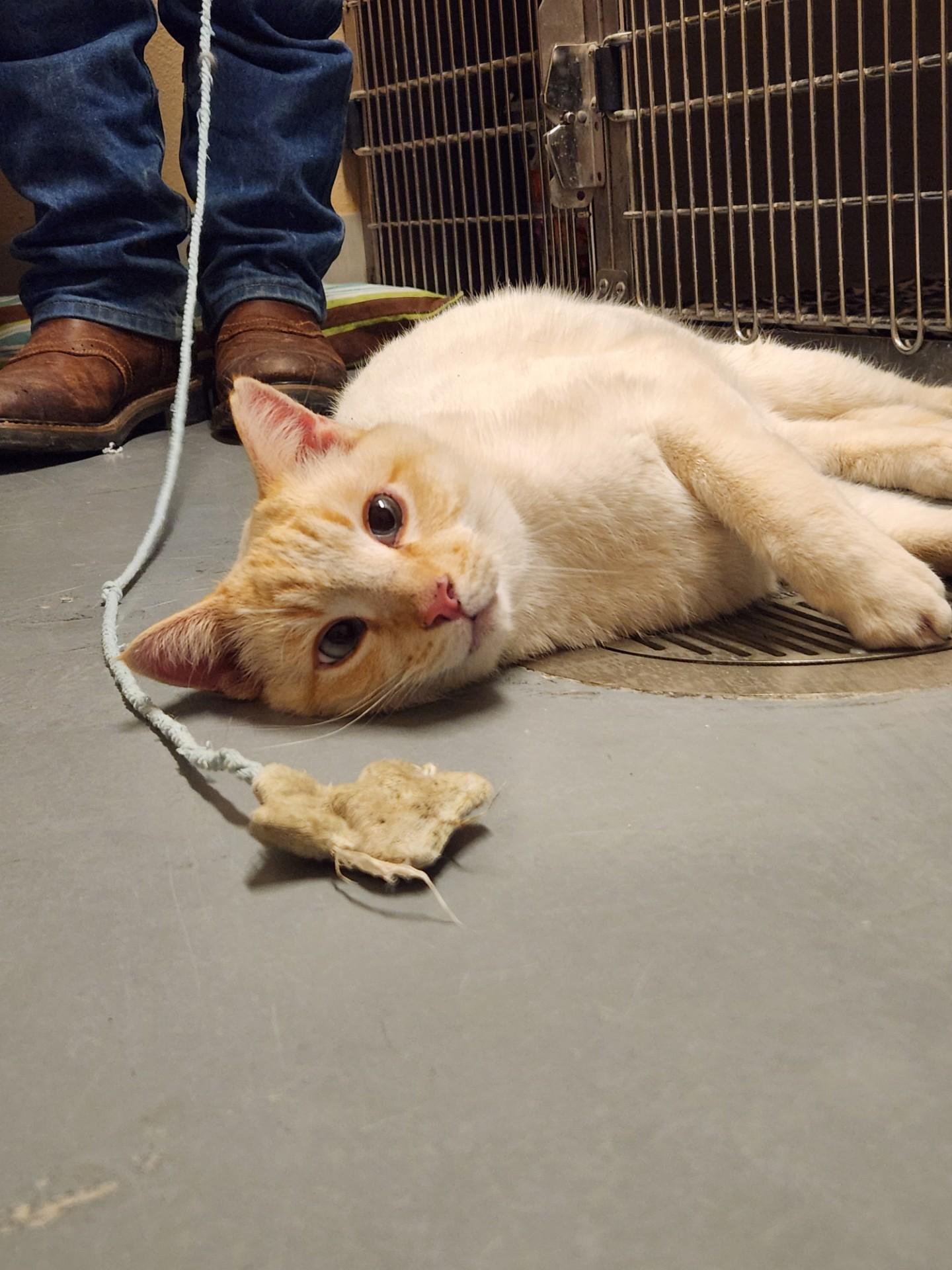 Enlarge Arbor, an adopted Domestic Short Hair in Truth or Consequences , NM image 5/6